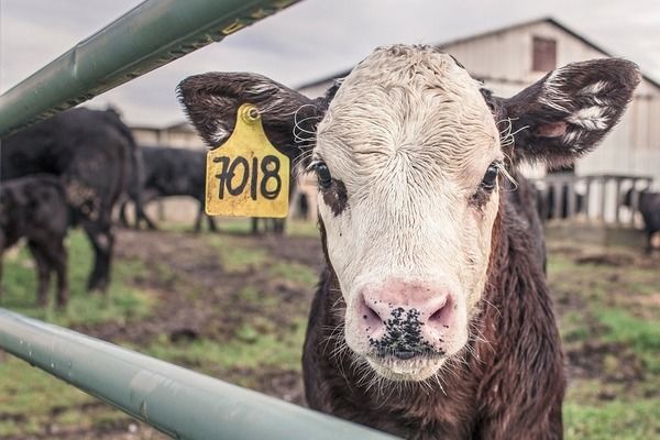 У 2018 аграрії отримали дотації на будівництво та реконструкцію 51 ферми