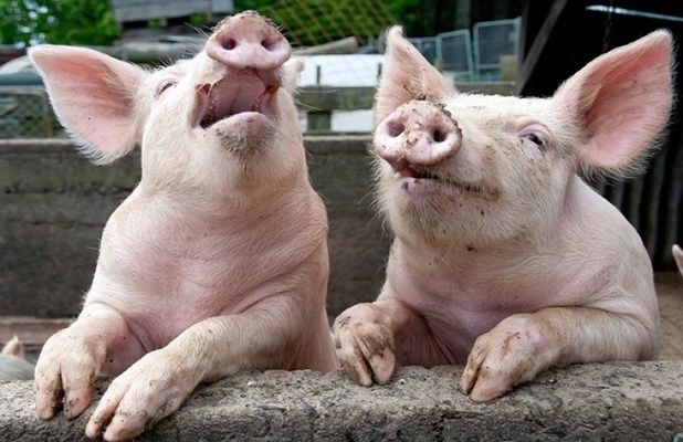 Закупочные цены на свинину в Украине стабилизировались