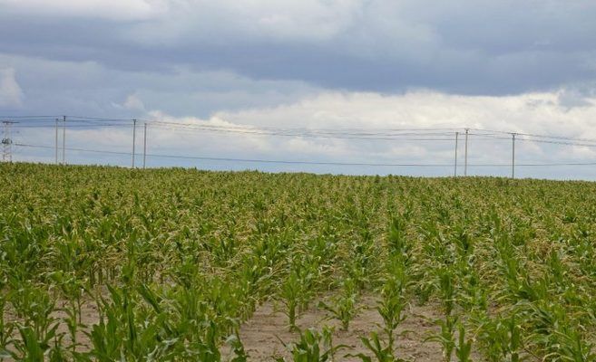 Посуха в Запорізькій області може призвести до недобору 50% виробництва ранніх зернових та зернобобових