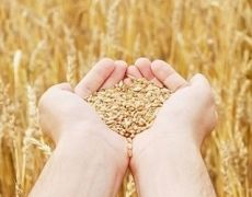 У новому сезоні експортовано перші півмільйона зерна