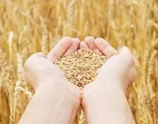 У новому сезоні експортовано перші півмільйона зерна