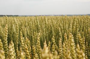В новом сезоне Украина экспортирует около 39,4 млн т основных зерновых культур — прогноз
