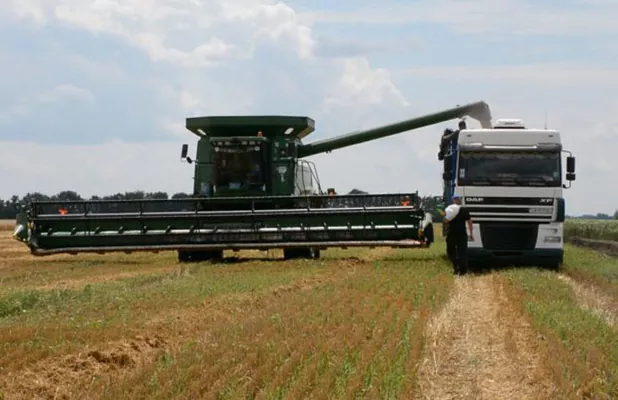 Grain Alliance начала уборку пшеницы