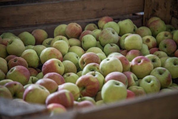 Украине удается удерживать статус нетто-экспортера яблок