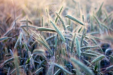 Импорт украинского зерна угрожает интересам польских аграриев
