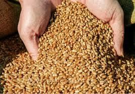 Експорт продовольчої пшениці перевищив обсяги зернового меморандуму
