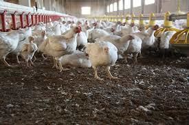 Владимир-Волынская птицефабрика планирует увеличить производство курятины в два раза