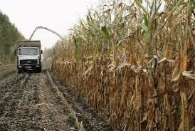 В Винницкой области ранние зерновые и зернобобовые обмолочено более 15% площадей