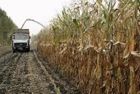 В Винницкой области ранние зерновые и зернобобовые обмолочено более 15% площадей