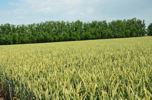 «Агроліга» планує зібрати врожай пшениці з 2,5 тис. га