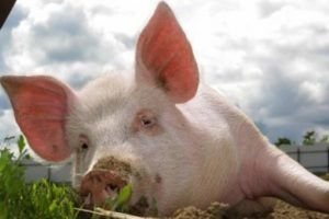 В Україні збільшилося поголів’я свиней
