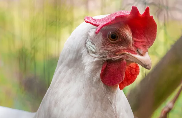 Сумская птицефабрика планирует поставлять яйца на Ближний Восток