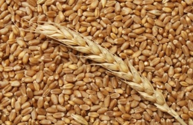 Украина увеличила экспорт зерновых в 4 раза
