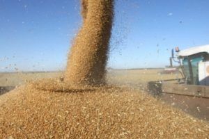 Украина с начала сезона экспортировала 891 тыс. тонн зерновых