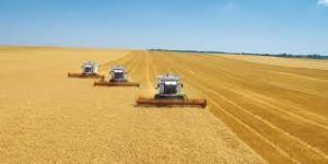 Украинские аграрии собрали около 17 млн тонн зерна
