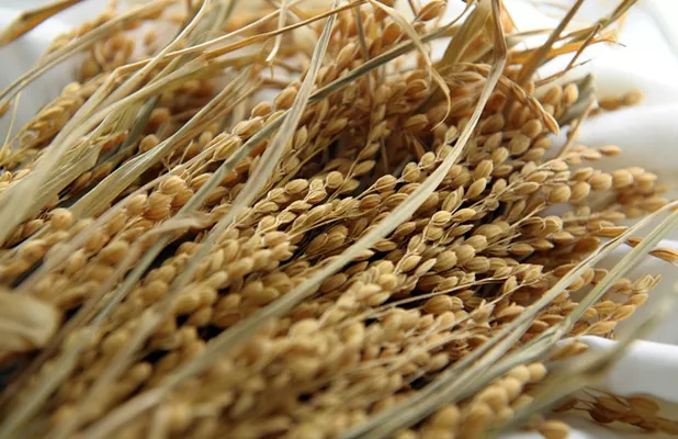 Аграрии Херсонщины нацелились на рис и орехи