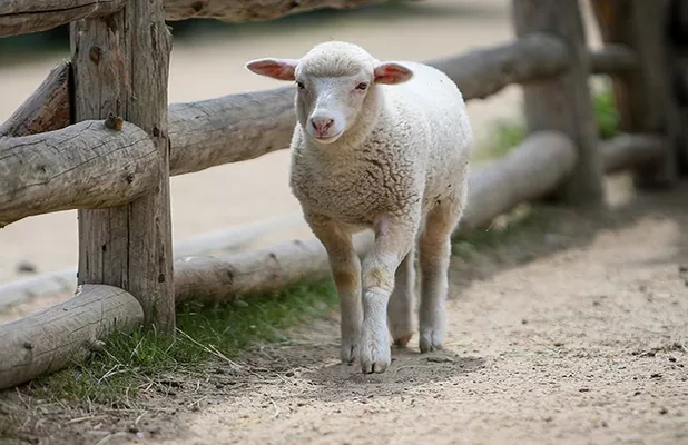 Клуб агроэффективности: простая фермерская арифметика