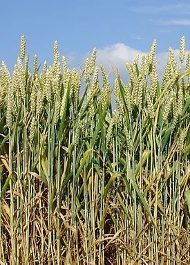 Cygnet завершил уборку озимой пшеницы с урожайностью 6,92 т/га
