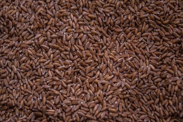 Донецкая область в 2016 г. увеличила производство зерновых на 16%