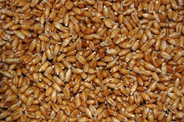 Индекс цен FAO на зерно в январе достигли 6-месячного максимума
