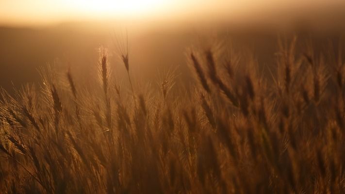 Украина и РФ существенно сократили площади сева ржи под урожай 2018 года