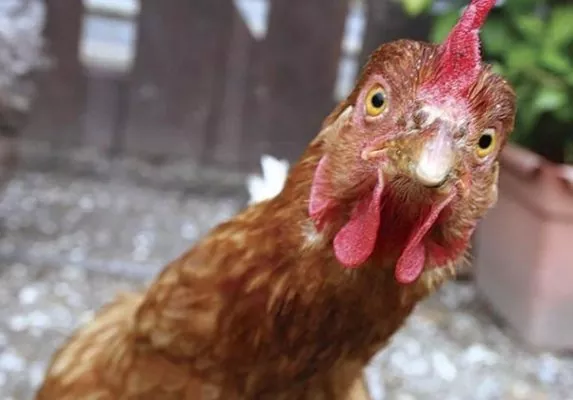 Топова курятина: США визнало Україну провідним виробником курятини