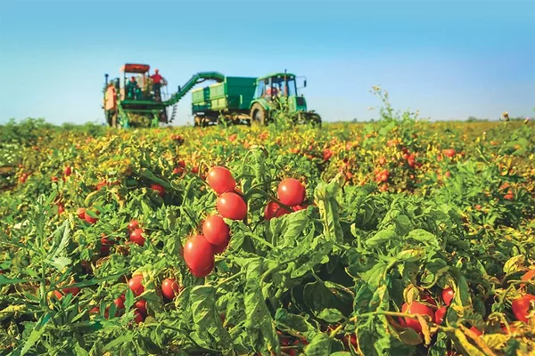 Новини компаній: Agrofusion у 2018 планує переробити 750 тис. тонн томатів
