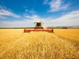 Одесская область завершила уборку ранних зерновых