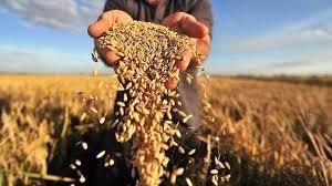 Украинские аграрии намолотили почти 31 млн т зерна