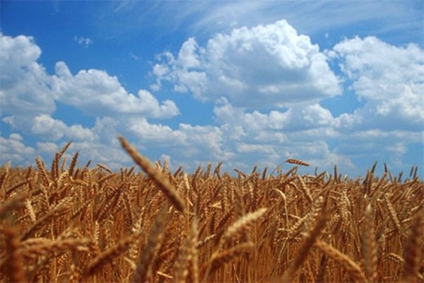 Основным поставщиком зерновых в Саудовскую Аравию может стать Украина