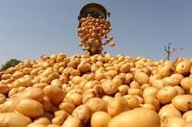 ПРОГНОЗ: Експорт української картоплі може різко знизитись.
