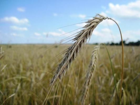 USDA снизил прогноз производства пшеницы для мира, но повысил для РФ