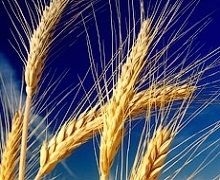 Збирання ранніх зернових завершено в семи областях України
