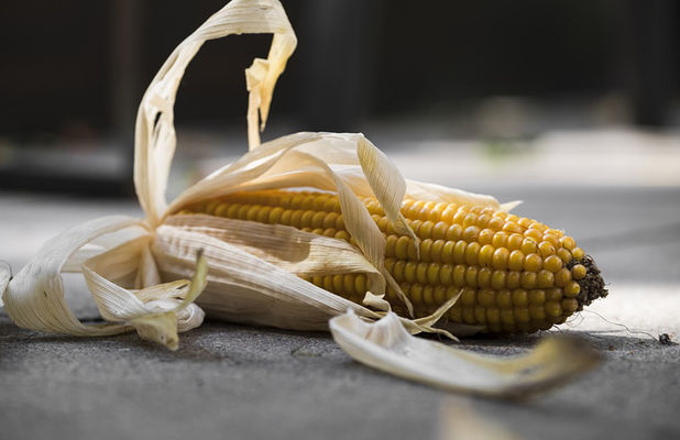 Cargill вложит $112 млн в переработку кукурузы в Китае