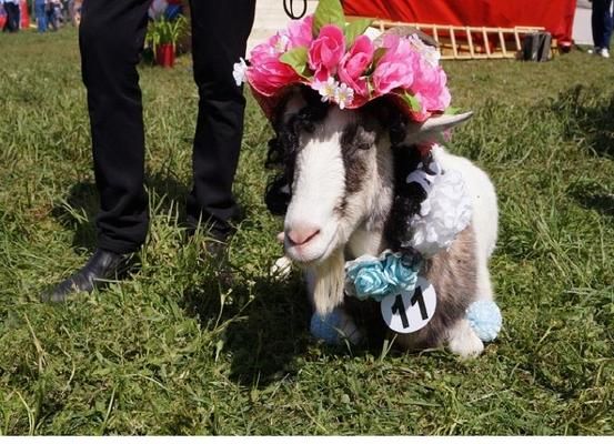 На Тернопольщине прошел конкурс красоты среди коз