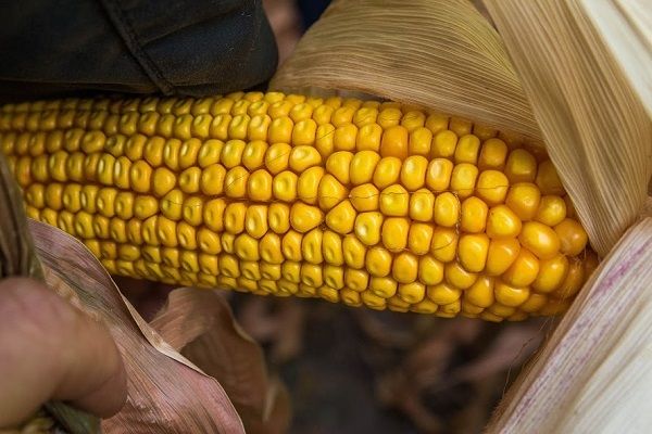 Украина в январе экспортировала 2,3 млн т кукурузы