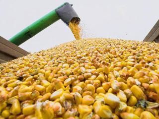USDA прогнозує рекордний урожай кукурудзи в Україні