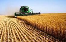 Украина. В семи регионах завершилась уборка ранних зерновых