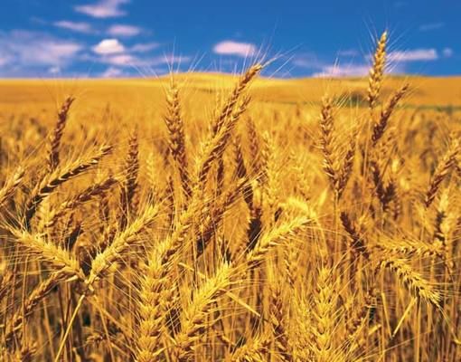 Пшеница ЕС: Париж в четверг разделил с Чикаго радость роста