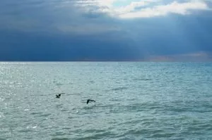 Российские судовладельцы останавливают перевозку подсолнечного масла из Украины