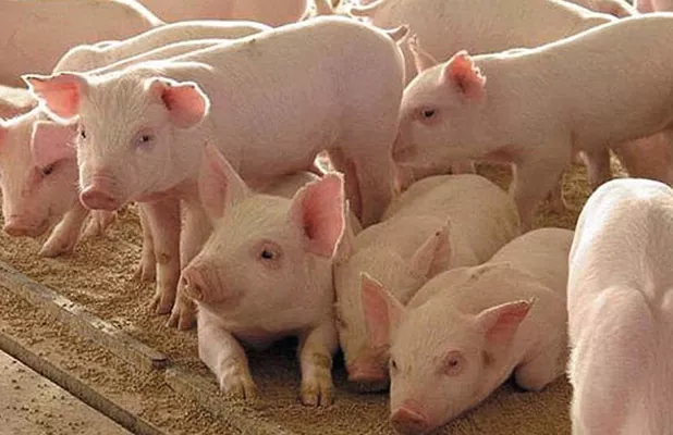 Агропродсервис закупил 270 племенных свиней в Дании