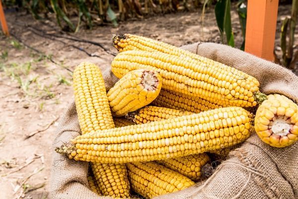 Украина в октябре-декабре 2016/17 МГ увеличила импорт семян кукурузы в 5 раз