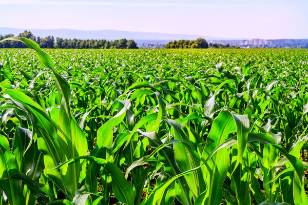 USDA повысил прогноз экспорта кукурузы из Украины до 18,7 млн т