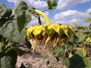 Аграрии южных областей Украины приступили к уборке подсолнечника