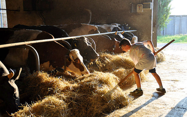 Грубі, гранульовані та перспективні: який корм їсть худоба в Україні?