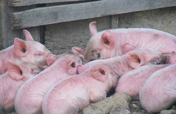 Крупнейший в мире производитель свинины сворачивает работу из-за АЧС