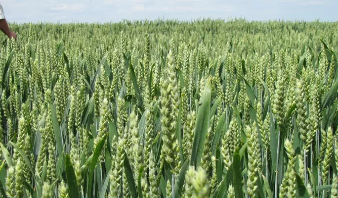 Отечественные сорта пшеницы обеспечили Бучачагрохлебпрому рекордную урожайность