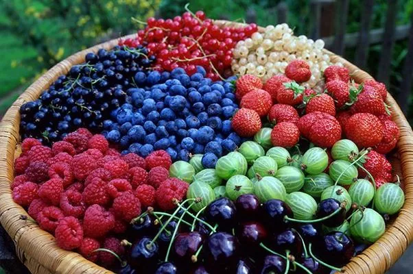 Украина резко увеличила экспорт саженцев плодовых и ягодных культур