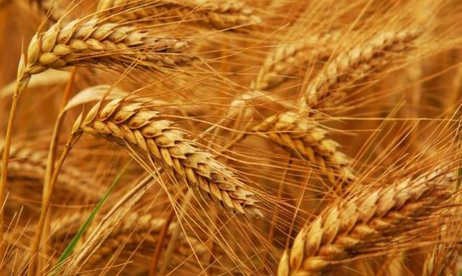 Иордания закупила 50 тыс. т зерна у НИБУЛОНА