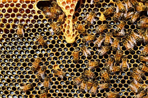 На Київщині зафіксували чергову масову гибель бджіл